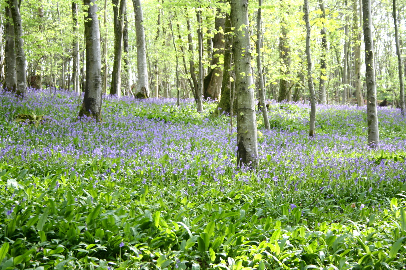 bluebell01.jpg