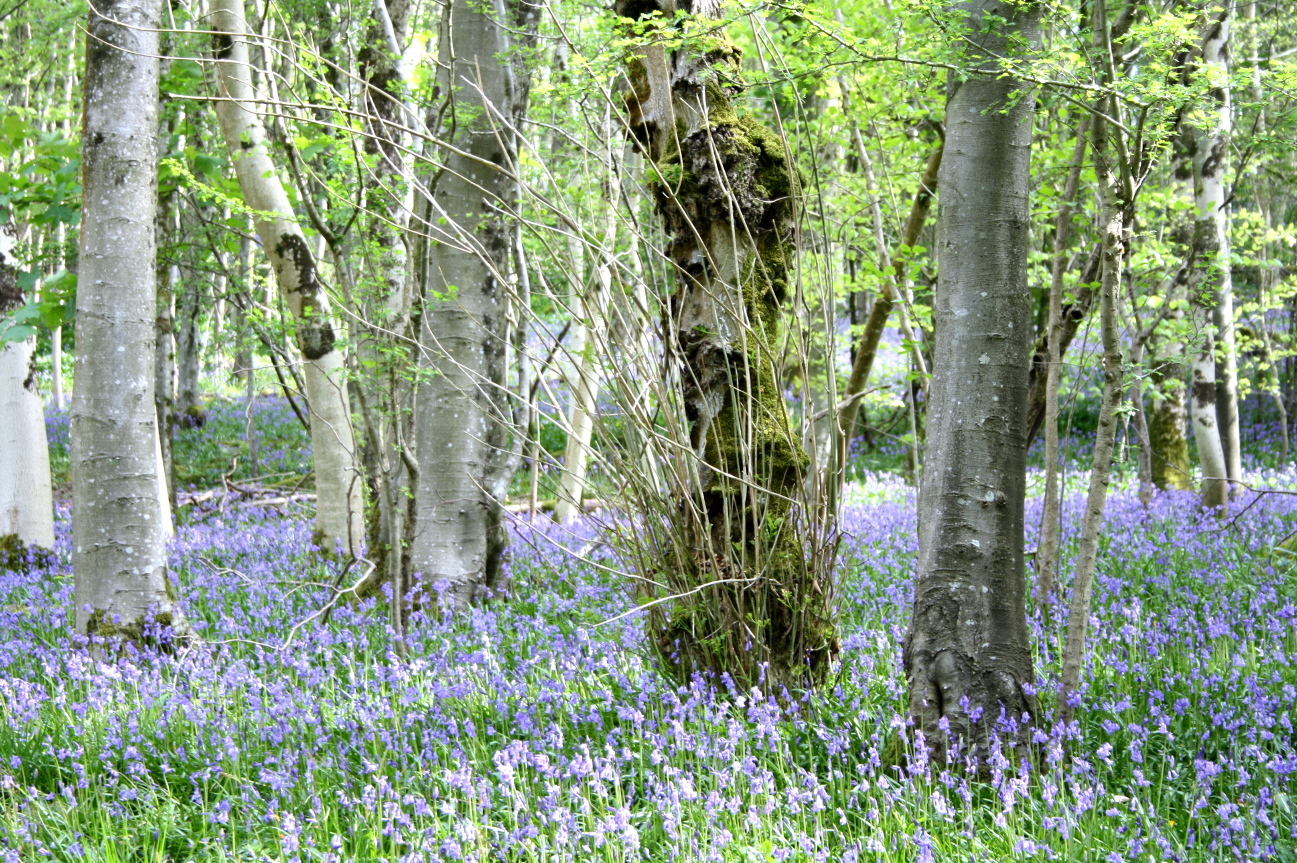 bluebell02.jpg