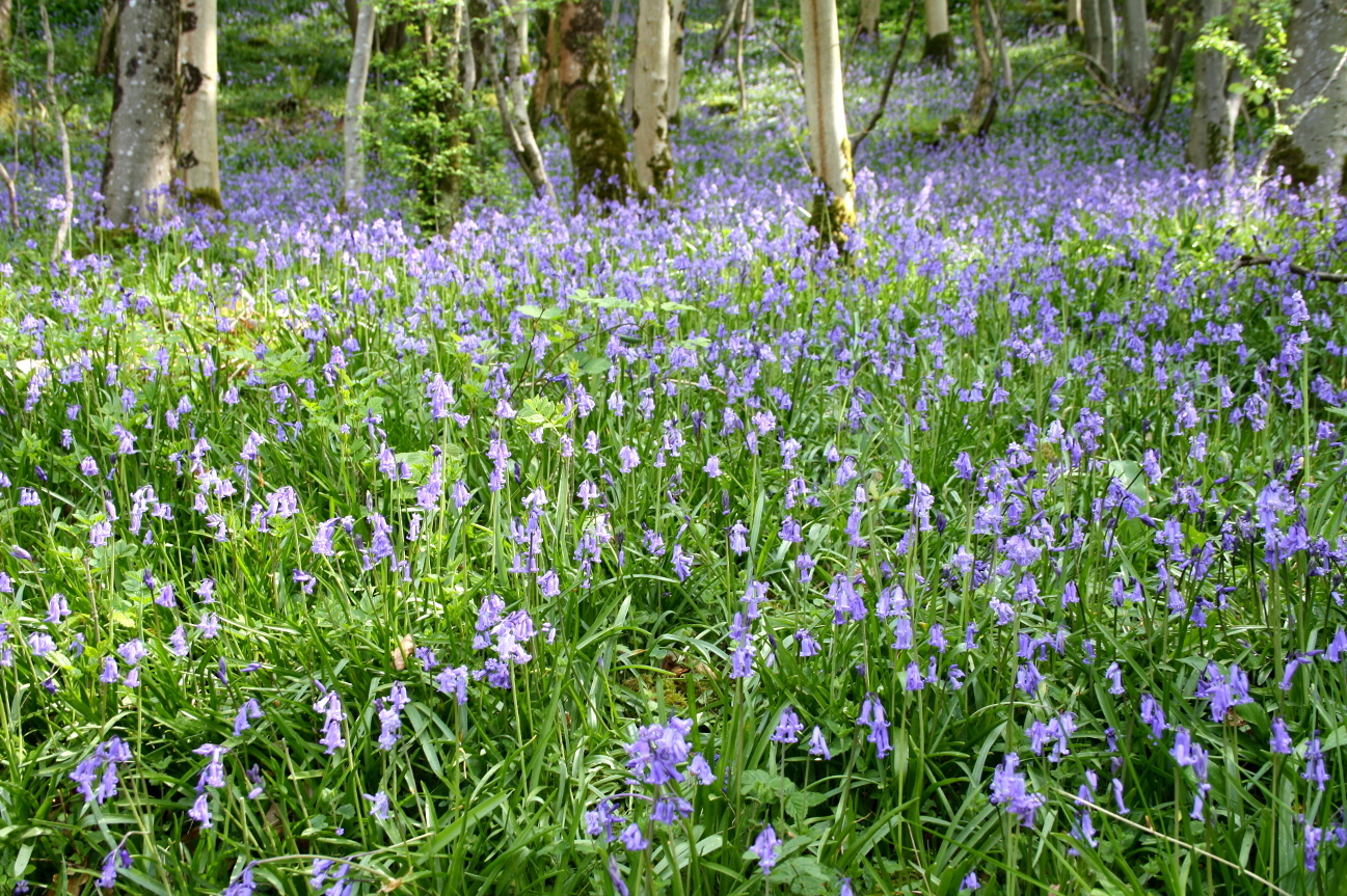 bluebell03.jpg