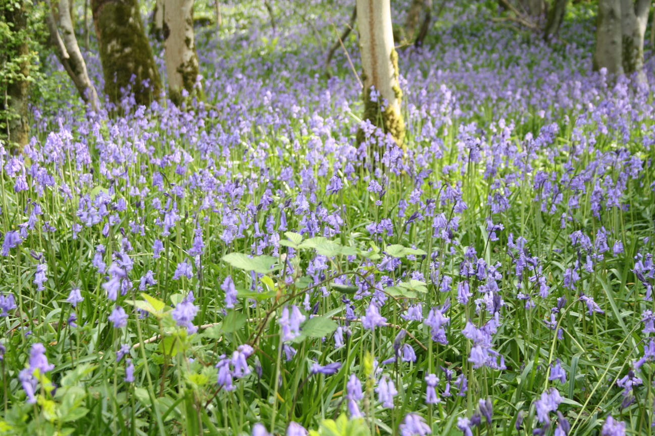 bluebell04.jpg