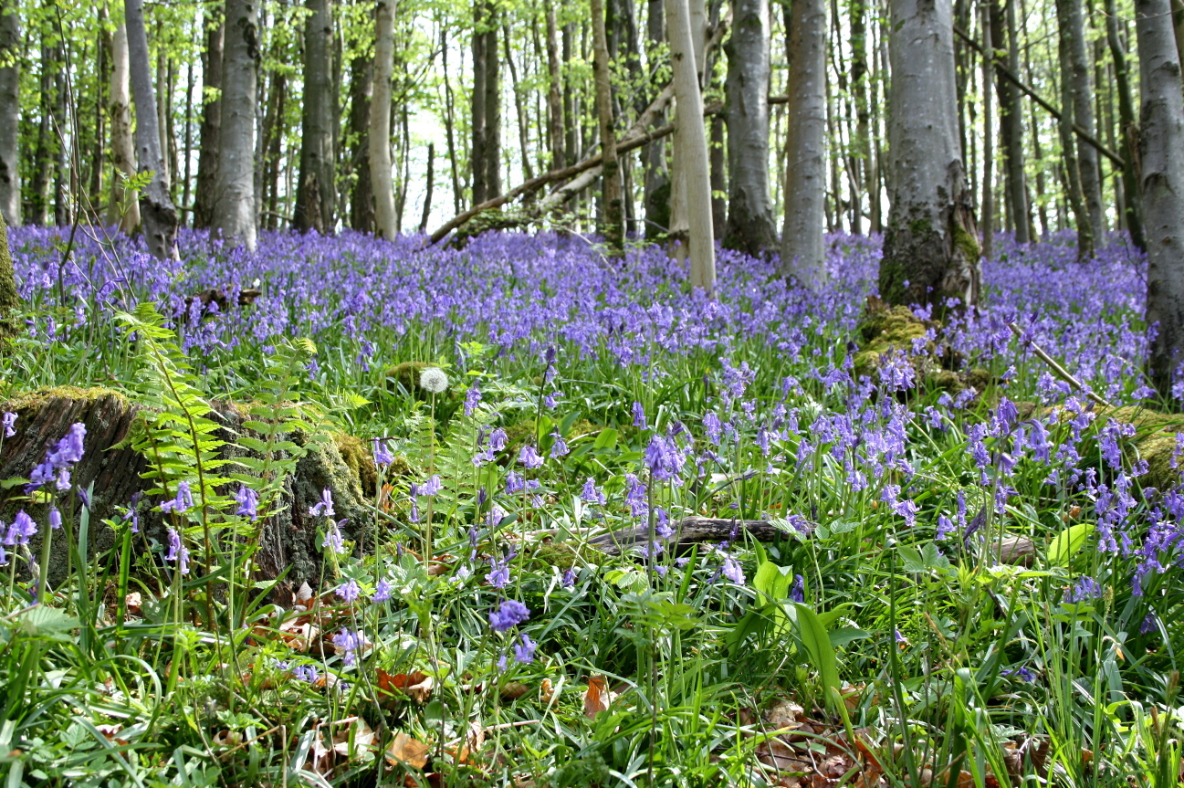 bluebell06.jpg