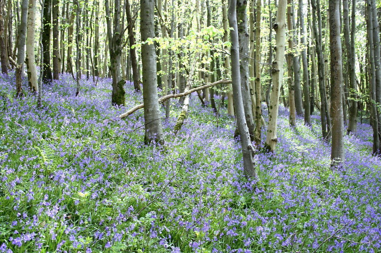 bluebell07.jpg