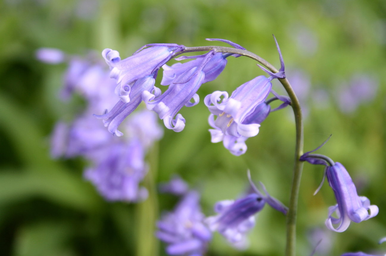 bluebell08.jpg